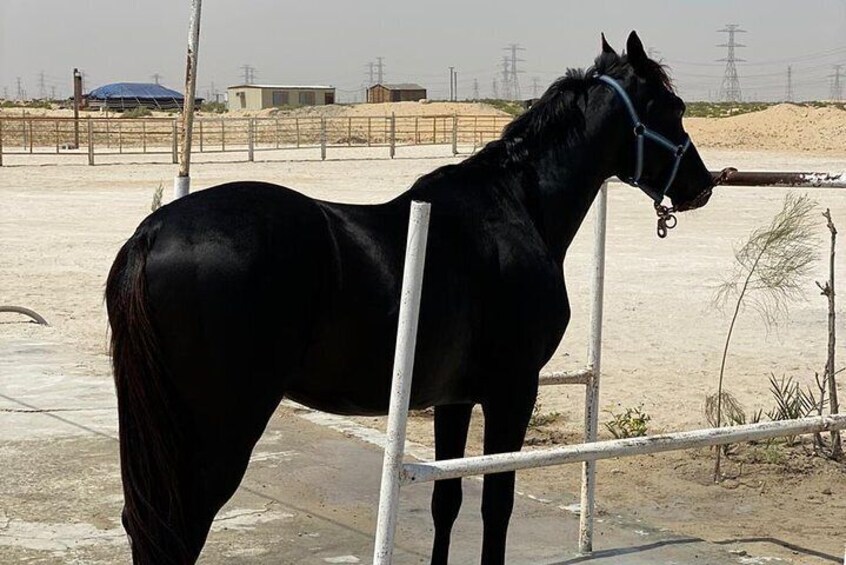Horse Riding in Khobar