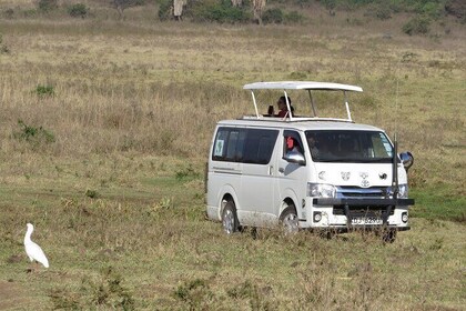 Mombasa & Diani: Gruppentagesausflüge zum Tsavo Park