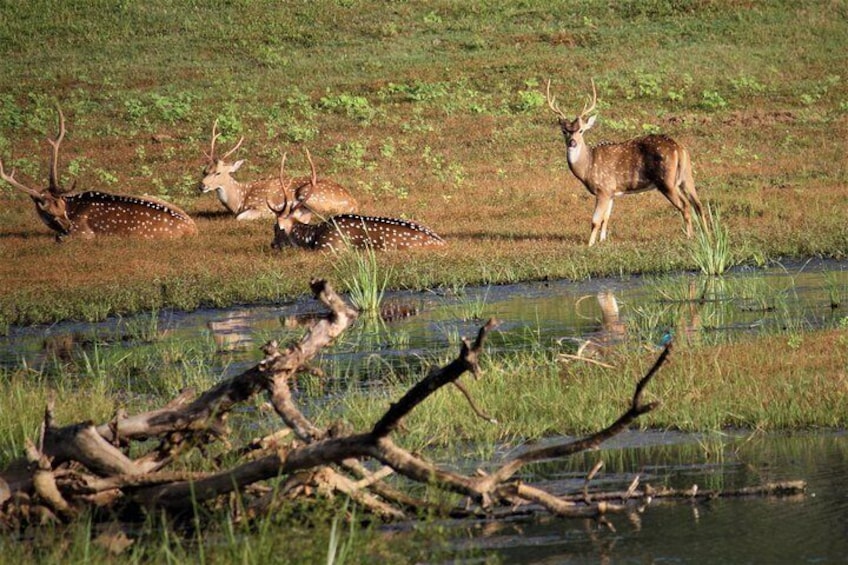 Yala National Park Jeep Safari - One Day Trip