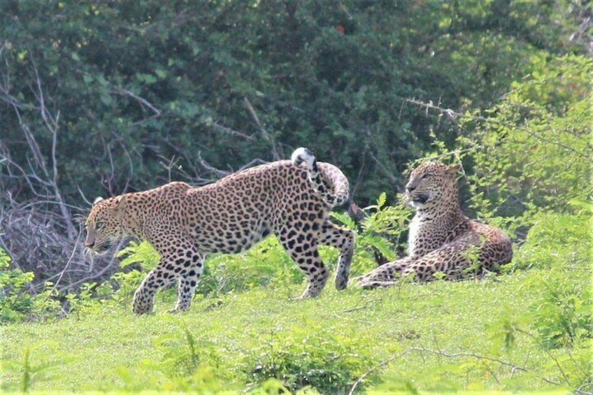 Leopards at Yala National Park