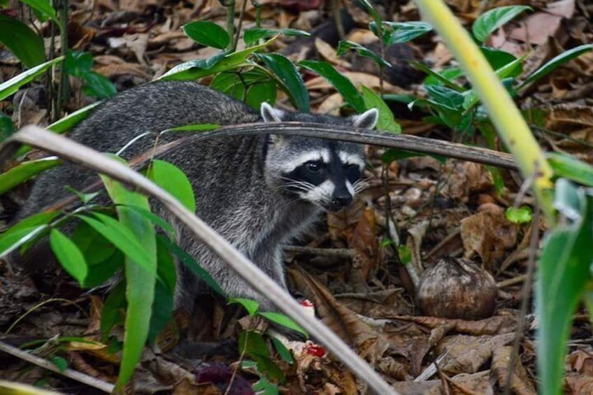 Raccoon and Coaties in Monteverde