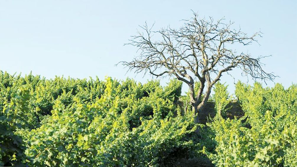 Carregar foto 4 de 6. Old tree in middle of vineyards in Chile