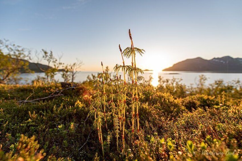 7-Day Self-Drive-Tour Senja Island from Tromsø - Nature & Culture Holiday
