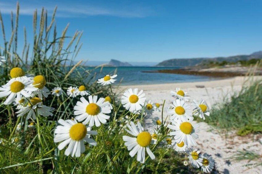 7-Day Self-Drive-Tour Senja Island from Tromsø - Nature & Culture Holiday