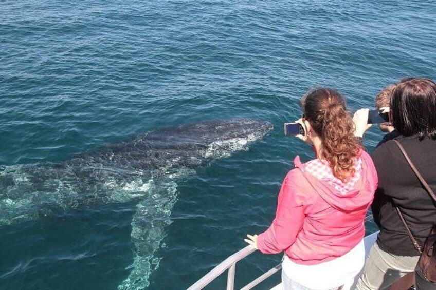 Humpback up close and personal - Jervis Bay