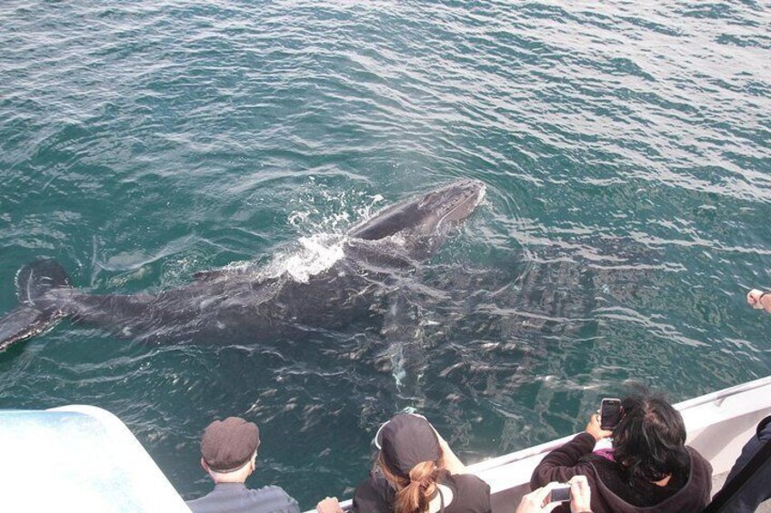 Humpback cow & calf Jervis Bay