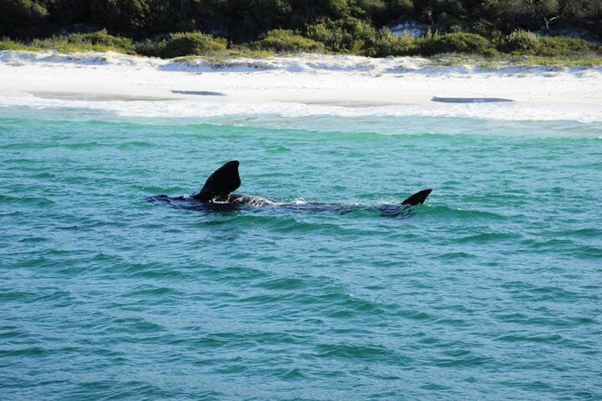 Southern Right Hyams Beach Jervis Bay