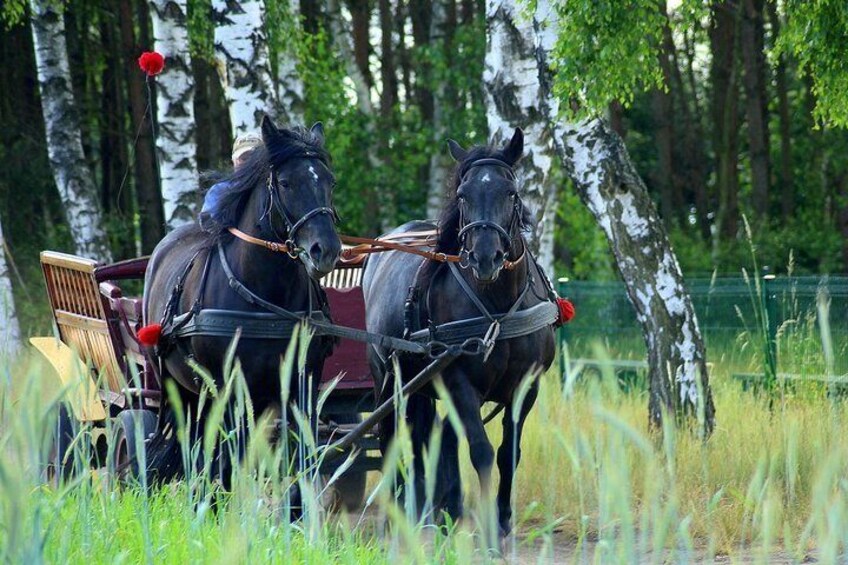 Vinyard Tour By Horse & Carriage With Delicious Tasting - Umbria