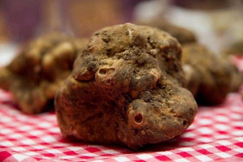 Truffle Hunting With Dog And Hunter, Food Tasting Included- Umbria, Italy