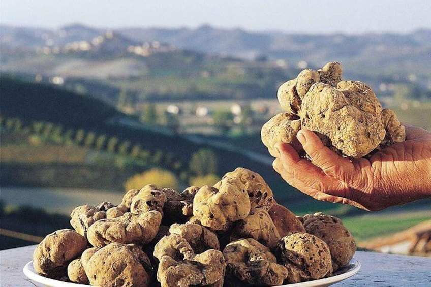 Truffle Hunting With Dog And Hunter, Food Tasting Included- Umbria, Italy