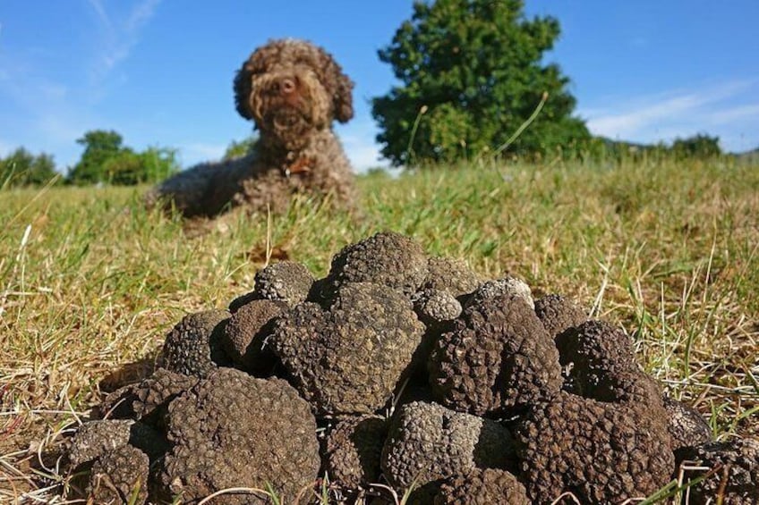 Truffle Hunting With Dog And Hunter, Food Tasting Included- Umbria, Italy