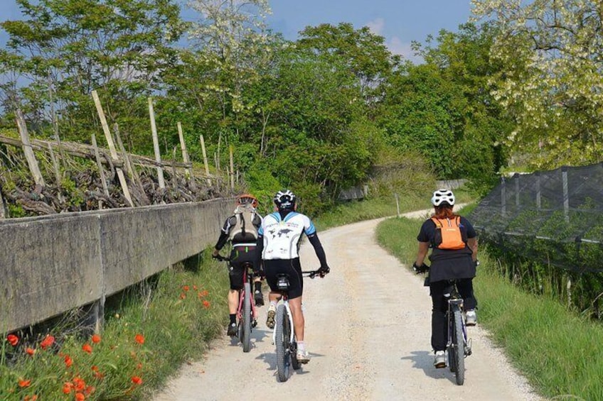 Mountain Bike Tour from Lazise to Verona