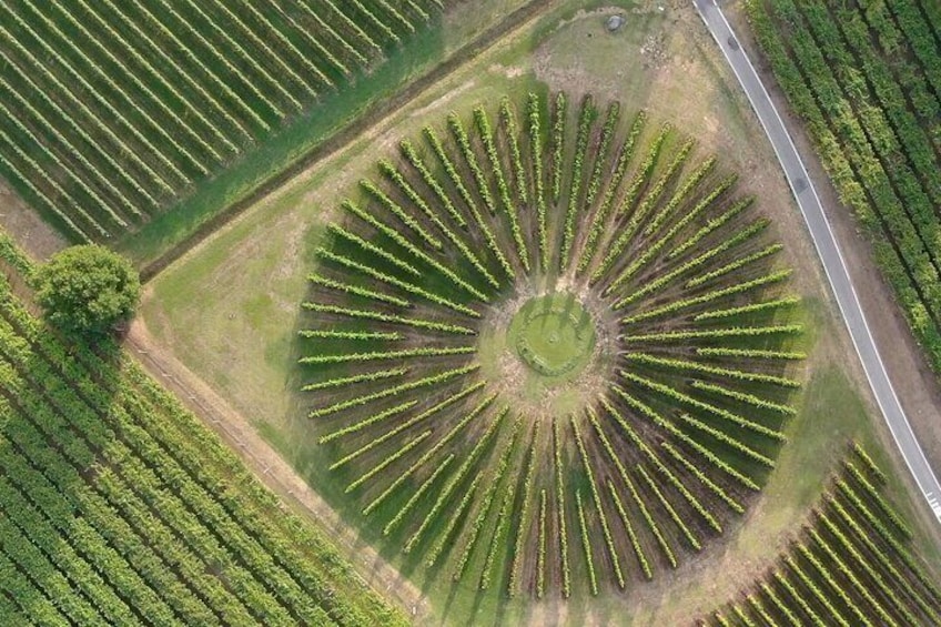 Winery Tour and Tasting of Garda Wines in Lazise