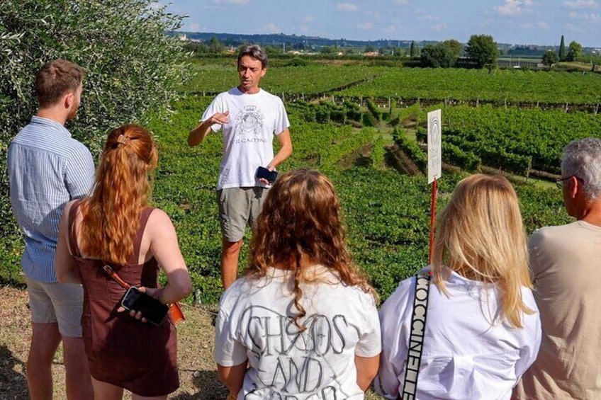 Winery Tour and Tasting of Garda Wines in Lazise