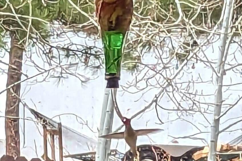 Hydro Dipped Hummingbird Feeder