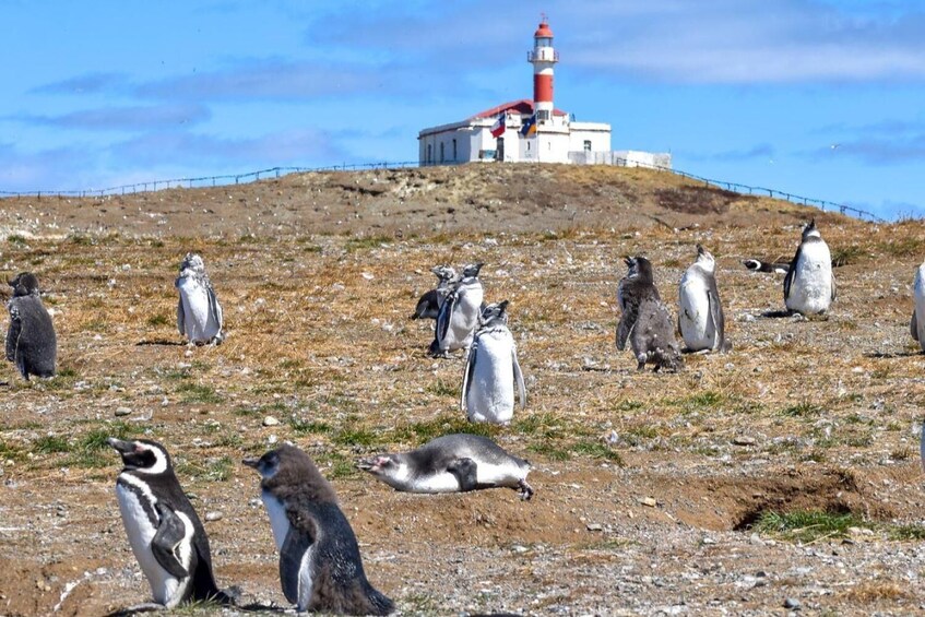 Half-Day Adventure to Penguin Colony in Magdalena Island 