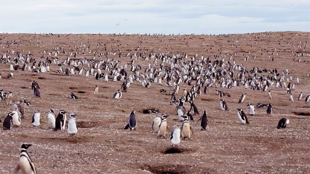 Field of penguins in Magdalena Island