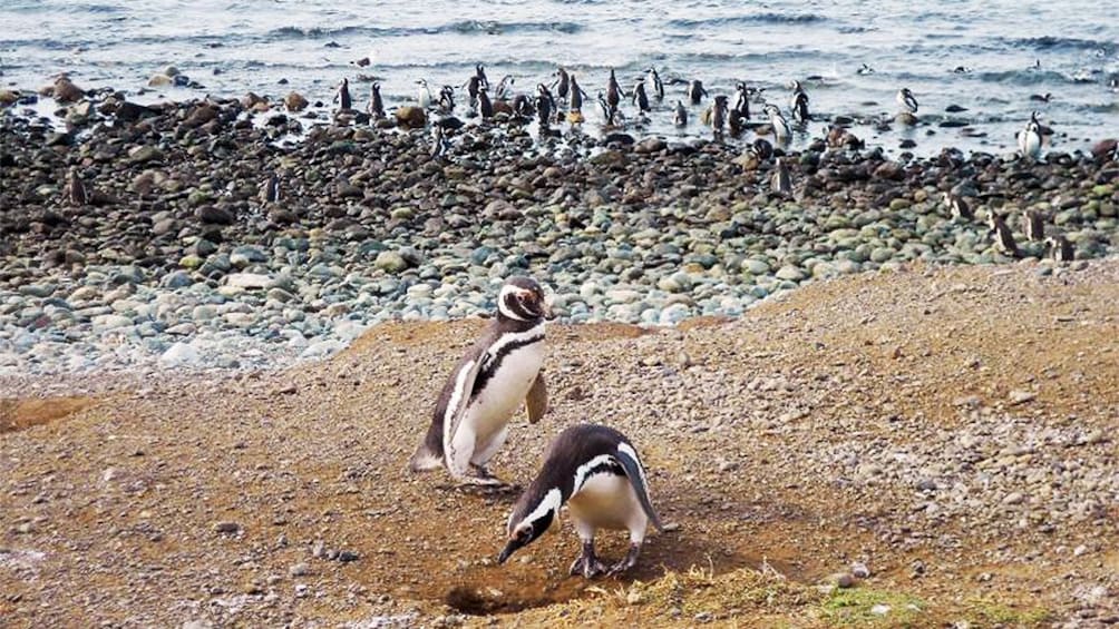 Penguins walking along the coast on Magdalena Island