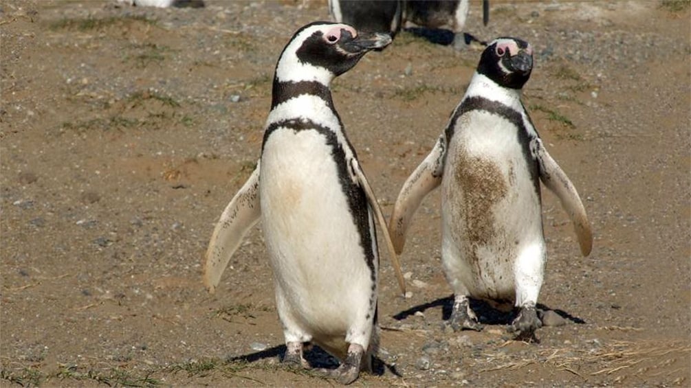 Pair of penguins walking on the sand on Magdalena Island