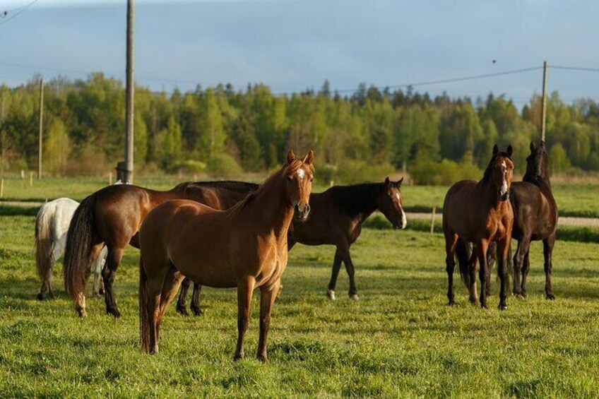 Our herd of horses