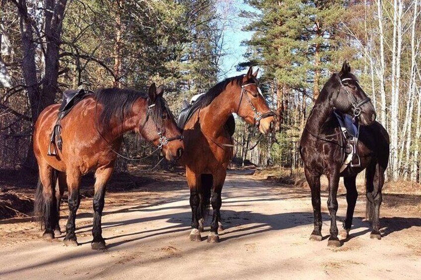 Horseback ride (1 hour)