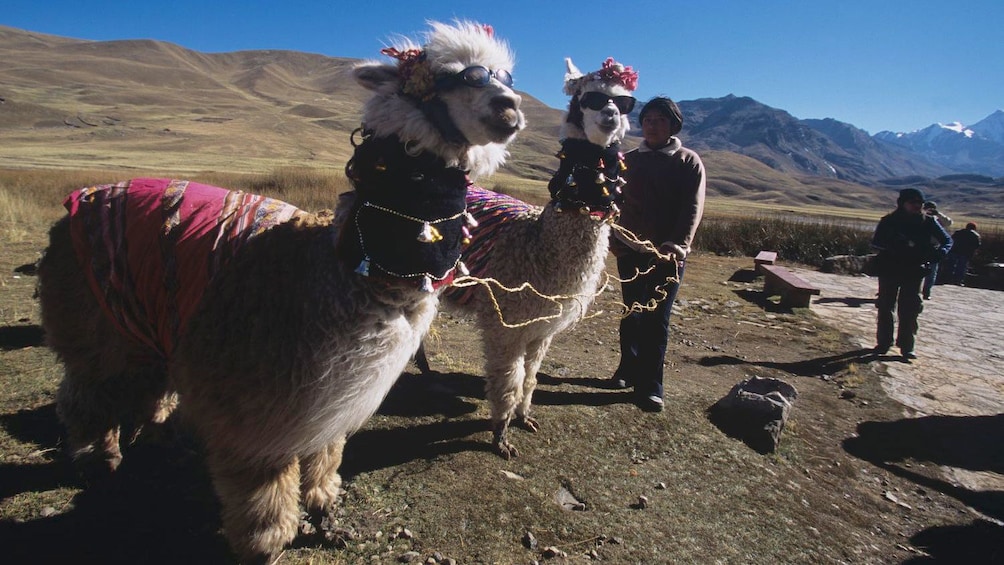 Alpacas in the villages surrounding Cusco, Peru