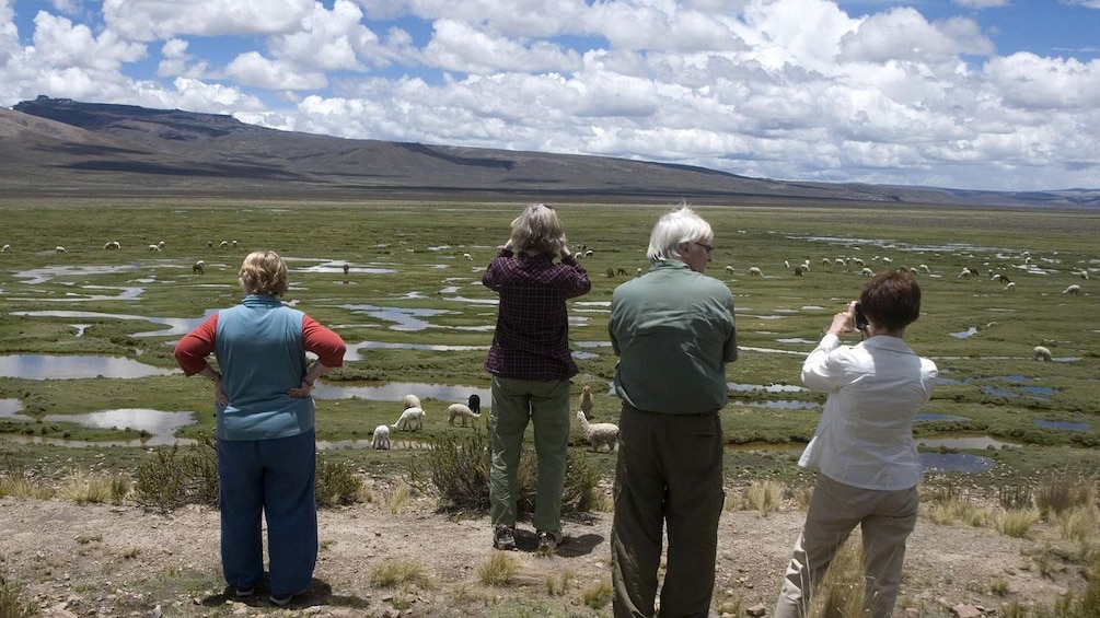 Scenic view of the Pampa Cañahuas Vicuna Reserve in Peru