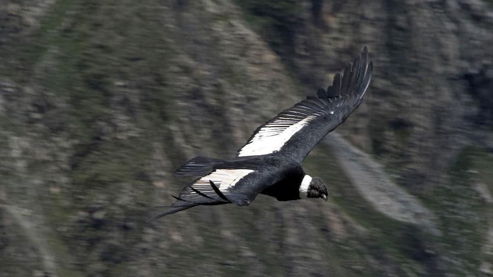 Majestic condor flying over the Pampa Cañahuas Vicuna Reserve