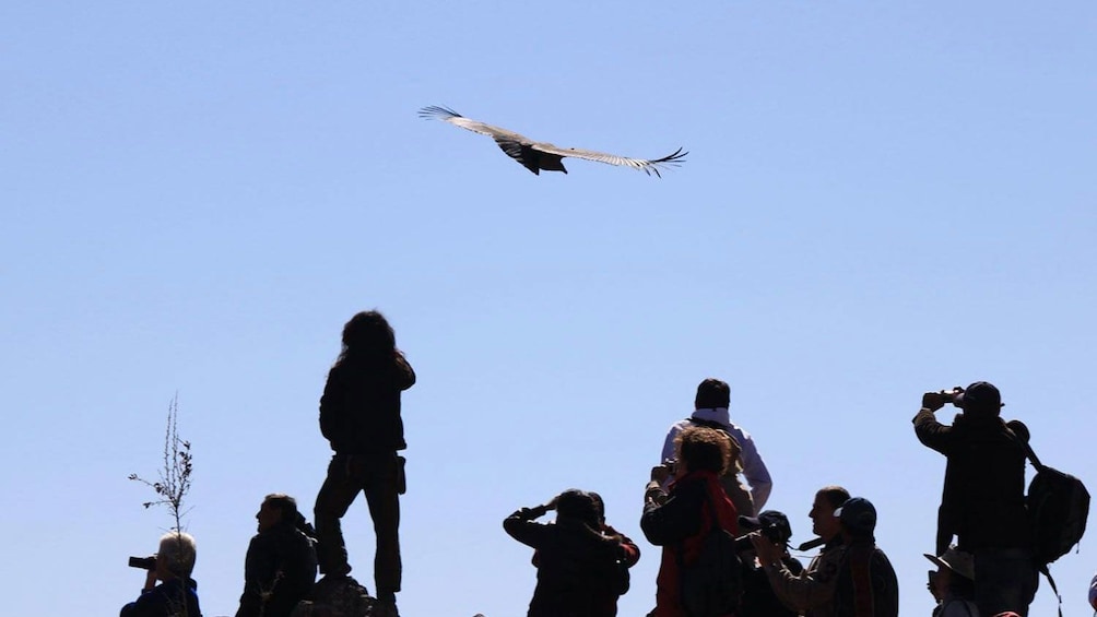 Show item 1 of 5. Condor flying above tourists in the Pampa Canahaus reserve