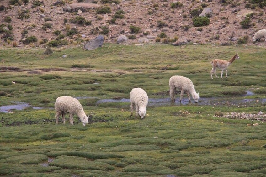 4-Day Arequipa & Colca Canyon Tour