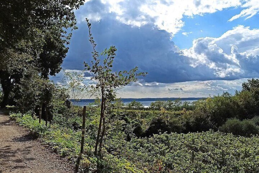 Bike Tour Bardolino Inland and Wine Tasting