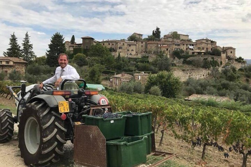 Grape Harvest!