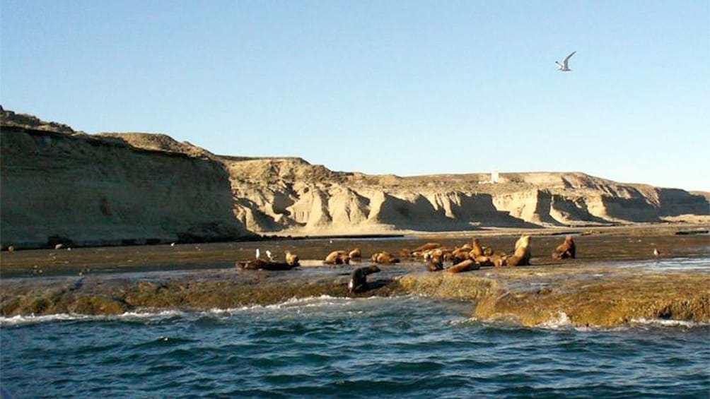 Scenic Peninsula Valdes in Puerto Madryn