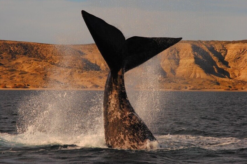 Valdes Peninsula & Whale or Seal Watching in Piramides