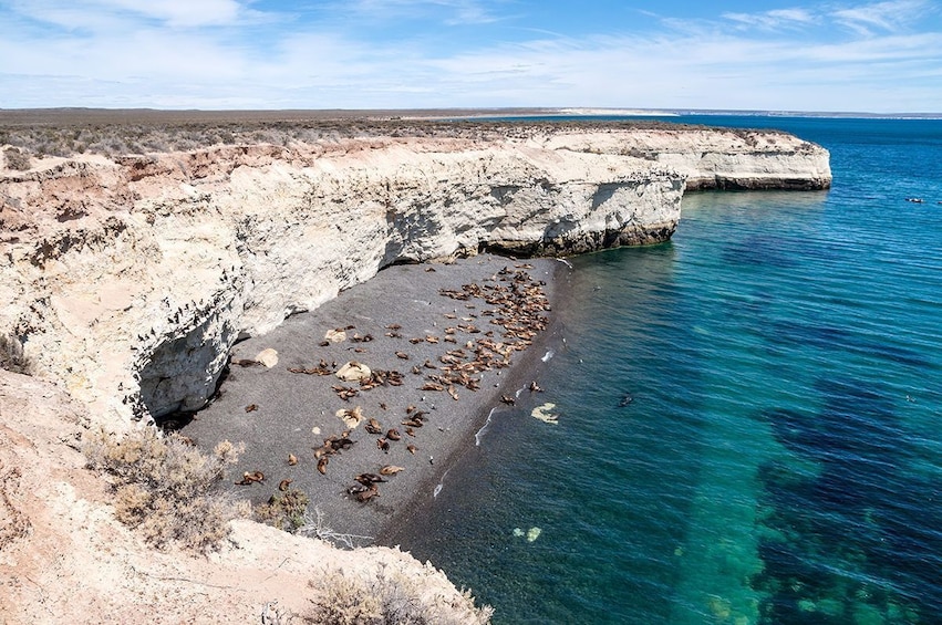 Valdes Peninsula & Whale or Seal Watching in Piramides