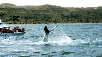 Valdes Peninsula & Whale or Seal Watching in Piramides