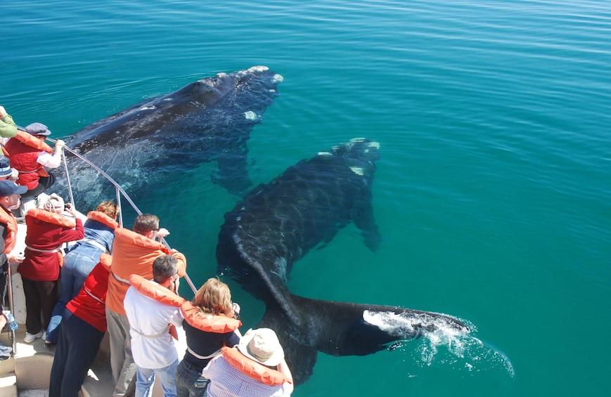 Peninsula Valdes, San Lorenzo Ranch & Whale-Watching Cruise