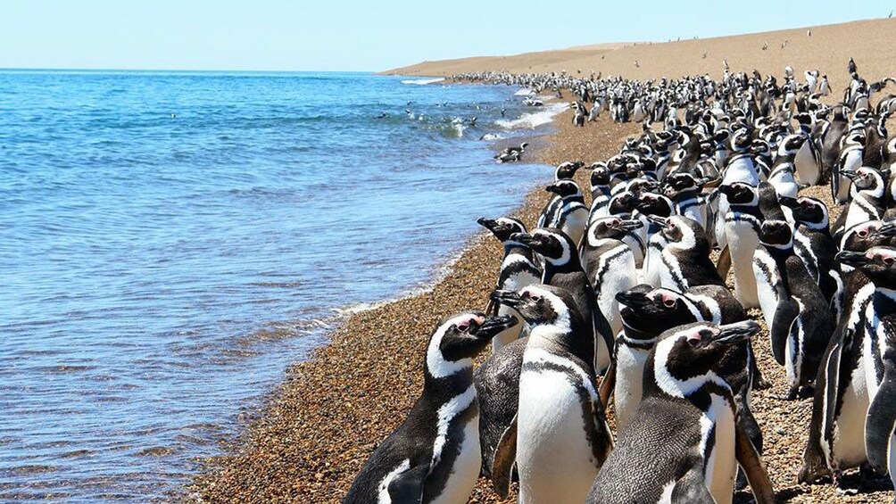 penguins at the beach in Argentina