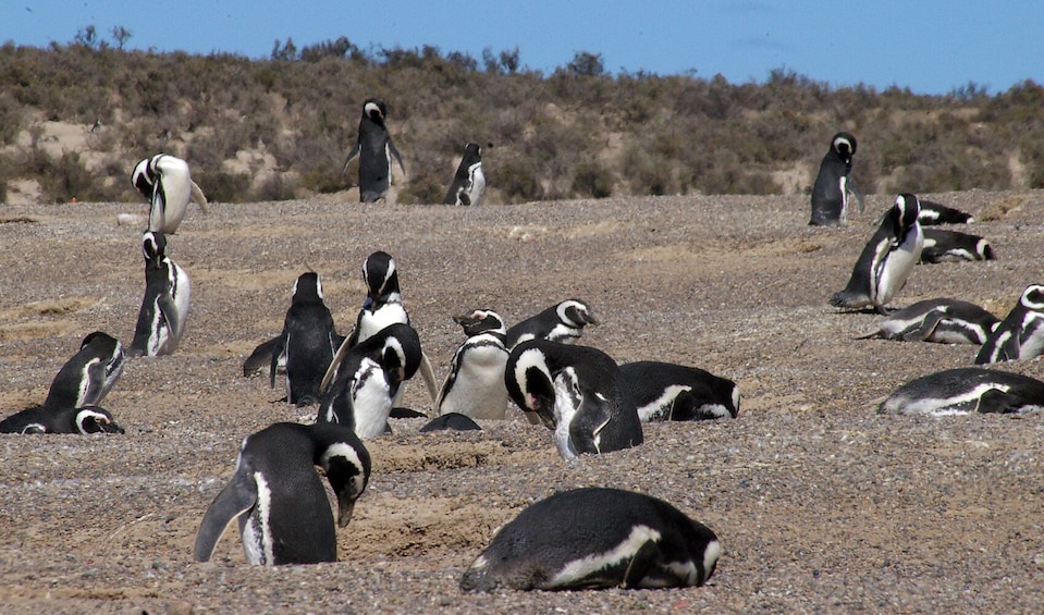 Punta Tombo Full-Day Tour