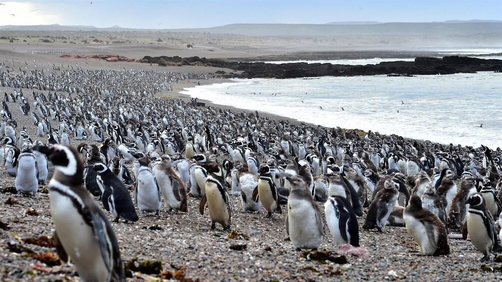 Punta Tombo Full-Day Tour