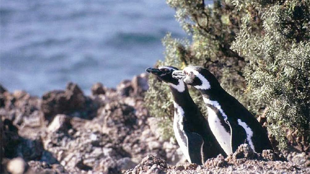 Penguins in Punta Tombo