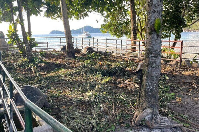 Seychelles Island Tour (PRIVATE 4 hours or 8 Hours)