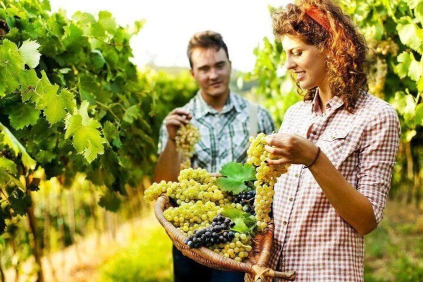 grapes picking