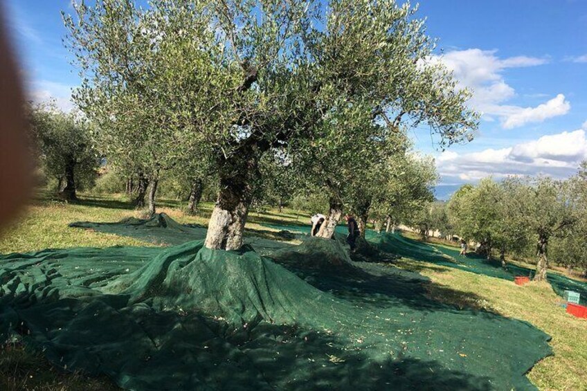 Oro di Giano the olive harvest