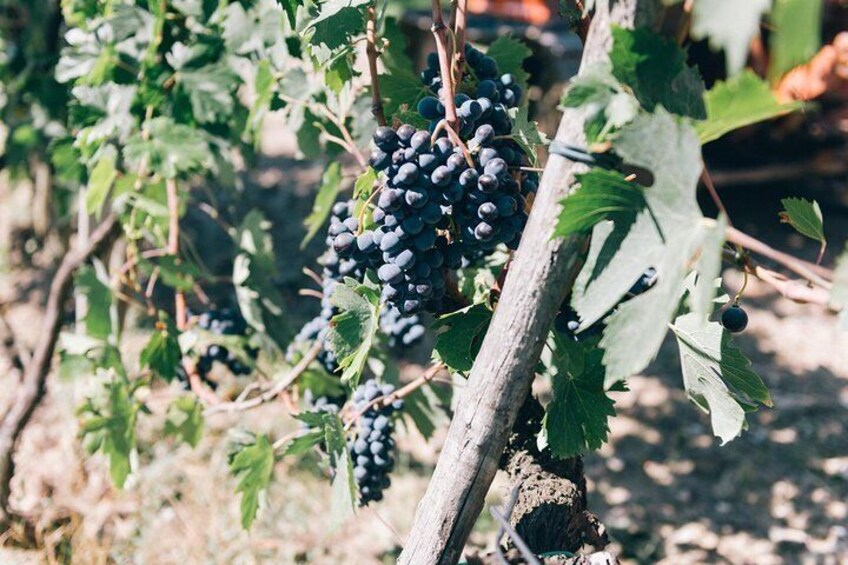 visit vineyard