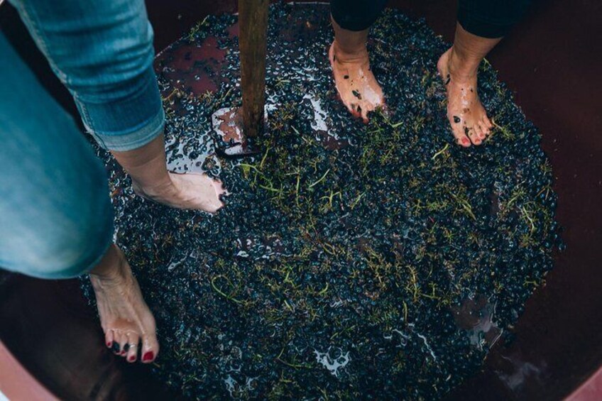 Grape stomping in Tuscan farmhouse from Siena