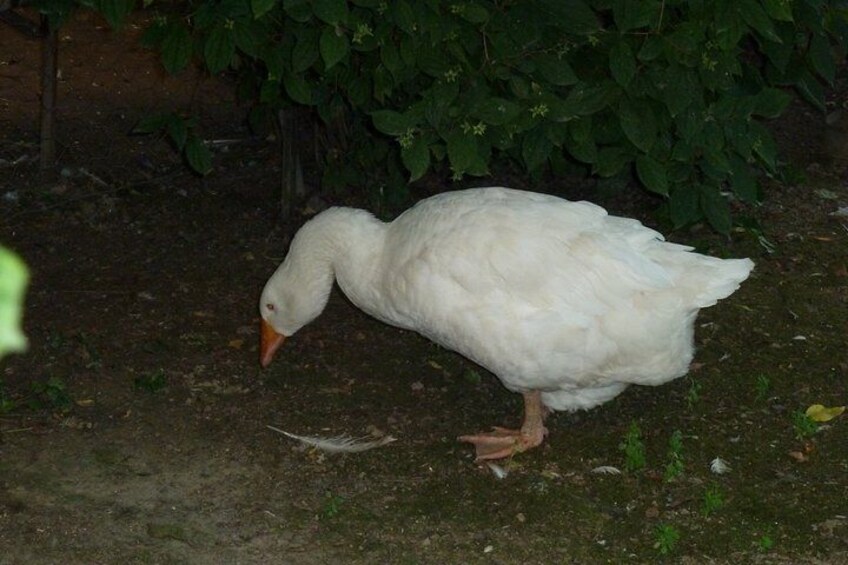 IMPERIAL GOOSE
