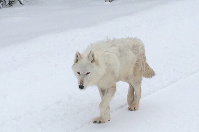 Show item 4 of 8. Winter & Spring are the best times to spot Yellowstone's Wolf Packs