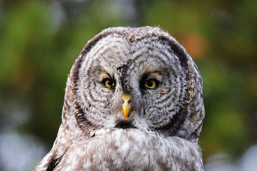 Your guide will help you spot many birds of prey