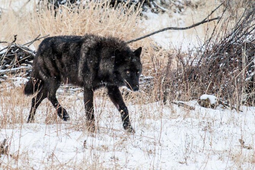 Show item 1 of 8. Early spring wolf sighting